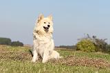 CHIEN FINNOIS DE LAPONIE 334